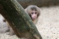 Japanese monkey