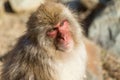 Japanese Monkey Royalty Free Stock Photo
