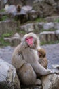 a japanese monkey mother holding her baby in chest Royalty Free Stock Photo