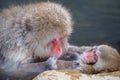 A japanese monkey mother take care her baby in onsen during taking a bath in onsen Royalty Free Stock Photo