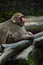 Japanese monkey put hands on trunk and open mouth Royalty Free Stock Photo