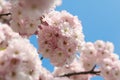 Japanese morello flowers Royalty Free Stock Photo