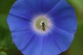 Japanese morning glory flowers. Royalty Free Stock Photo