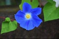 Japanese morning glory flowers. Royalty Free Stock Photo