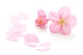 Japanese natural pink cherry blossom and petals isolated on white background, spring photography Royalty Free Stock Photo