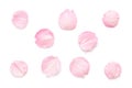 Japanese natural pink cherry blossom petals isolated. white background. spring photography Royalty Free Stock Photo