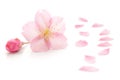 Japanese natural pink cherry blossom and petals isolated on white background, spring photography Royalty Free Stock Photo