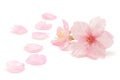 Japanese pink cherry blossom and petals isolated on white background Royalty Free Stock Photo