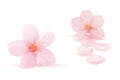 Japanese pink cherry blossom and petals isolated on white background Royalty Free Stock Photo