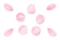 Japanese natural pink cherry blossom petals isolated. white background. spring photography Royalty Free Stock Photo