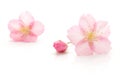 Japanese natural pink cherry blossom and petals isolated on white background, spring photography Royalty Free Stock Photo