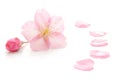 Japanese natural pink cherry blossom and petals isolated on white background, spring photography Royalty Free Stock Photo