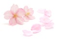 Japanese natural pink cherry blossom and petals isolated on white background, spring photography Royalty Free Stock Photo