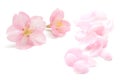 Japanese natural pink cherry blossom and petals isolated on white background, spring photography Royalty Free Stock Photo