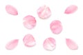 Japanese natural pink cherry blossom petals isolated on white background, spring photography Royalty Free Stock Photo