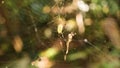 Japanese Nephila Clavata Joro Spider on Web in Forest of Nara