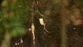Japanese Nephila Clavata Joro Spider on Web in Forest of Nara