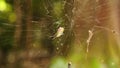 Japanese Nephila Clavata Joro Spider on Web in Forest of Nara