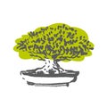 Japanese old bonsai tree in pot hand drawn logo Royalty Free Stock Photo