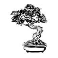 Japanese old bonsai tree in pot hand drawn logo Royalty Free Stock Photo