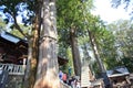 Japanese old cedar in Mitsumine shrine