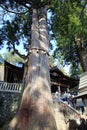 Japanese old cedar in Mitsumine shrine Royalty Free Stock Photo