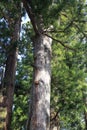 Japanese old cedar in Mitsumine shrine Royalty Free Stock Photo