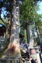 Japanese old cedar in Mitsumine shrine