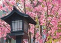 Japanese old wood lantern with pink cherry blossom sakura background. Royalty Free Stock Photo