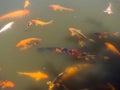 Japanese orange carps swim in green water