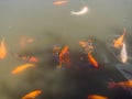 Japanese orange carps swim in green water