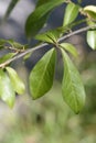 Japanese orixa leaves - Latin name - Orixa japonica Royalty Free Stock Photo