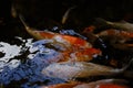 Japanese ornamental fish koi carp swim pond, top view. Royalty Free Stock Photo