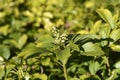 Japanese pachysandra Royalty Free Stock Photo