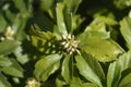 Japanese pachysandra Royalty Free Stock Photo