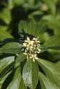 Japanese pachysandra Royalty Free Stock Photo