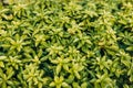 Japanese pachysandra or Pachysandra terminalis. Beautiful nature Green plant background. Royalty Free Stock Photo