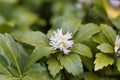 Japanese pachysandra Pachysandra terminalis Royalty Free Stock Photo