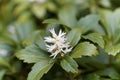 Japanese pachysandra Pachysandra terminalis Royalty Free Stock Photo