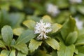 Japanese pachysandra Pachysandra terminalis Royalty Free Stock Photo