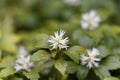 Japanese pachysandra Pachysandra terminalis Royalty Free Stock Photo