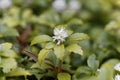 Japanese pachysandra Pachysandra terminalis Royalty Free Stock Photo