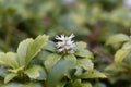 Japanese pachysandra Pachysandra terminalis Royalty Free Stock Photo