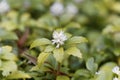 Japanese pachysandra Pachysandra terminalis Royalty Free Stock Photo