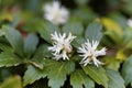 Japanese pachysandra Pachysandra terminalis Royalty Free Stock Photo