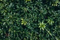 Japanese pachysandra or Pachysandra terminalis. Beautiful nature Green plant background. Royalty Free Stock Photo