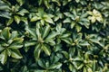 Japanese pachysandra or Pachysandra terminalis. Beautiful nature Green plant background. Royalty Free Stock Photo