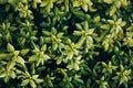 Japanese pachysandra or Pachysandra terminalis. Beautiful nature Green plant background. Royalty Free Stock Photo