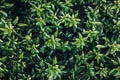 Japanese pachysandra or Pachysandra terminalis. Beautiful nature Green plant background. Royalty Free Stock Photo