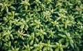 Japanese pachysandra or Pachysandra terminalis. Beautiful nature Green plant background. Royalty Free Stock Photo